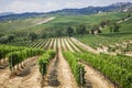 Vineyard in the area of Ã¢â¬â¹Ã¢â¬â¹production of Vino Nobile, Montepulciano, Italy Royalty Free Stock Photo